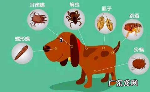 夏天寄生虫暴虐 究竟给狗狗驱虫多久一次?