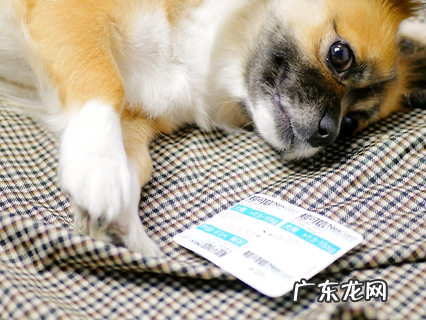 夏天寄生虫暴虐 究竟给狗狗驱虫多久一次?