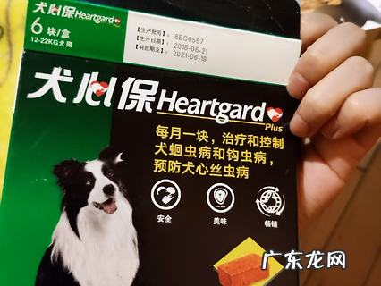 夏天寄生虫暴虐 究竟给狗狗驱虫多久一次?