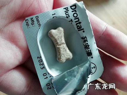 夏天寄生虫暴虐 究竟给狗狗驱虫多久一次?