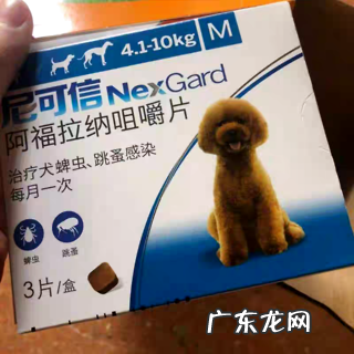 夏天寄生虫暴虐 究竟给狗狗驱虫多久一次?