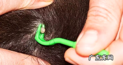 夏天寄生虫暴虐 究竟给狗狗驱虫多久一次？