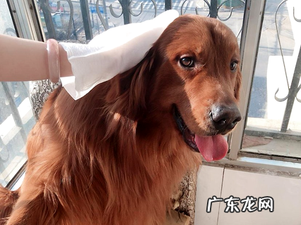 超可信好不好?狗狗驱虫不走弯路