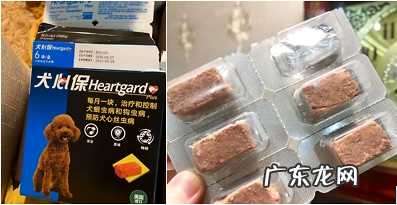 小狗拉肚子吃什么药?这些养狗必备你都把握了吗?