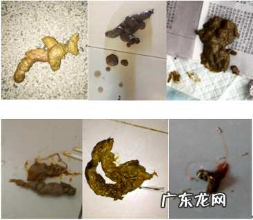 小狗拉肚子吃什么药?这些养狗必备你都把握了吗?