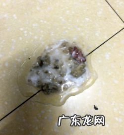 狗狗吐逆怎么办?铲屎官们莫慌!