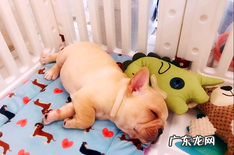 狗狗拉肚子吃什么药？快快保藏！