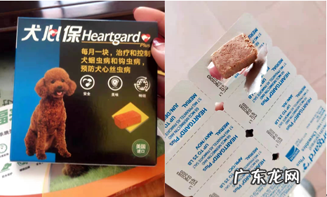 狗狗拉肚子吃什么药？快快保藏！