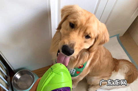 狗狗驱虫要怎样驱，驱哪些虫？