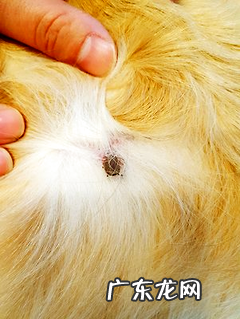 狗狗驱虫要怎样驱，驱哪些虫？