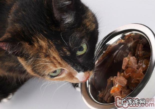 猫咪用具需求常常消毒清洁