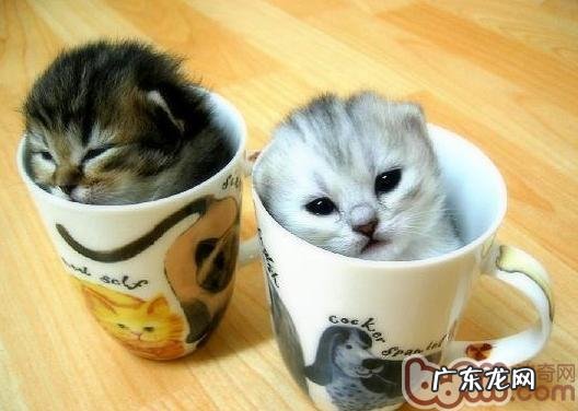 纯种和混种猫咪的来历