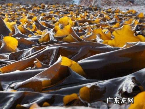 海带和鸡蛋汤做法 海带和鸡蛋可以做成海带鸡蛋汤吗？