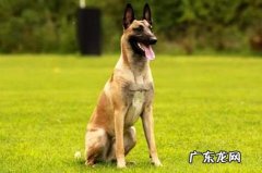 马犬的科目练习次序有哪些？马犬简单练习吗？