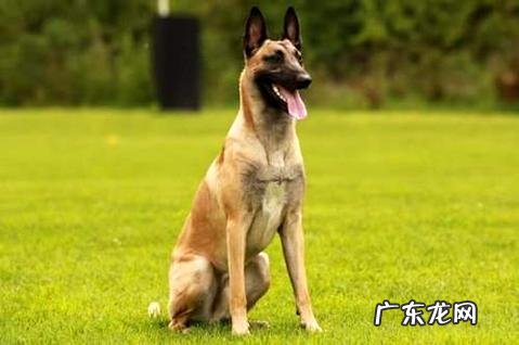 马犬的科目练习次序有哪些?马犬简单练习吗?
