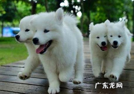 手经常被银狐咬?小编教你“经验”它!