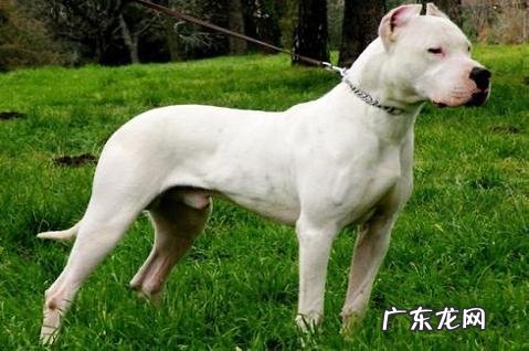 能把狗练习的听人话