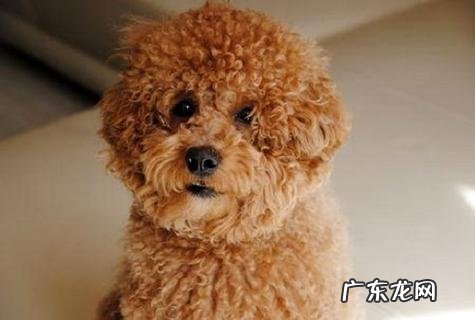 怎样练习泰迪抓老鼠