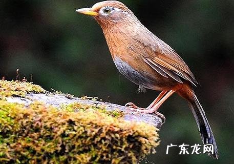 练习画眉鸟用的叫声有哪些呢?一同来看看吧