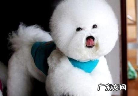 几个练习过程,让你轻松练习比熊拿东西