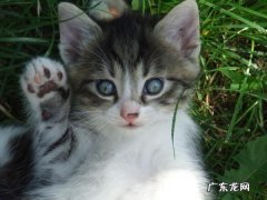 服用干荷叶,干冬瓜皮减肥对身体有害吗？