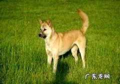 怎样训练狗上下楼梯