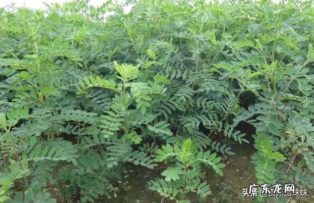 湿气重中药调理怎么没效果 湿气重但吃了很久的中药也不见效,会是什么原因呢?