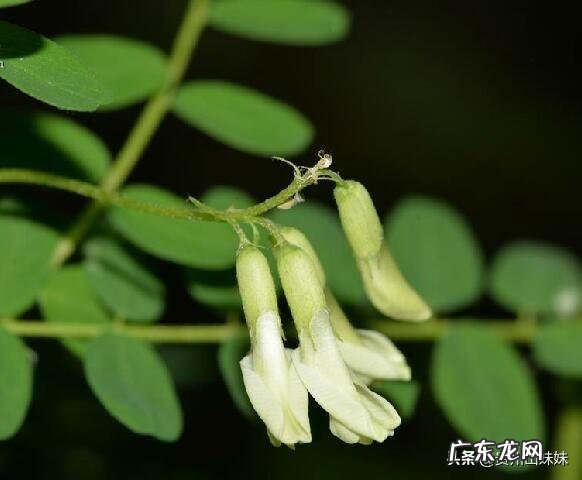 湿气重中药调理怎么没效果 湿气重但吃了很久的中药也不见效,会是什么原因呢?