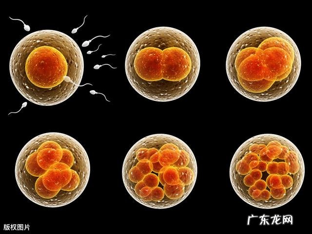 受精卵是怎么样变成胎儿的?着床后孕妇会有什么变化?