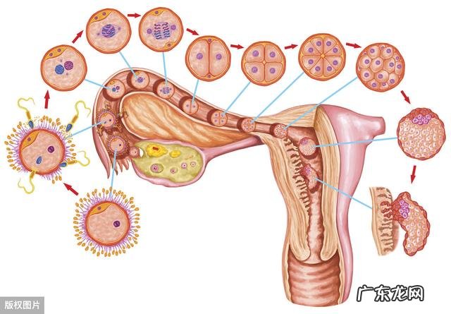 受精卵是怎么样变成胎儿的?着床后孕妇会有什么变化?