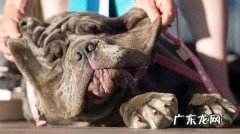 练习狗狗用什么奖赏