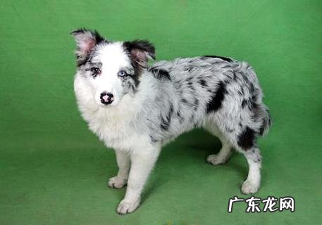 纯种牧羊犬怎样练习