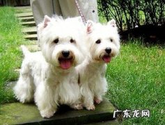 西高地白梗怎样练习