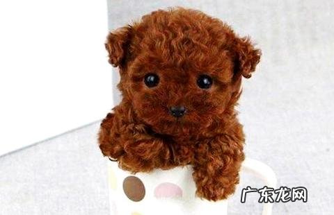 怎样练习泰迪狗听话?为什么养泰迪犬的人越来越多了?