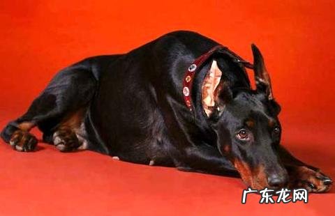 杜宾怎么训练成肌肉呢?一同来看看吧!