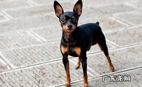 怎样练习杜宾犬便便?练习杜宾犬便便时应该留意什么?