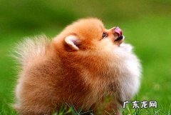 怎么练习狗狗不许吃