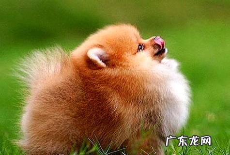 怎么练习狗狗不许吃