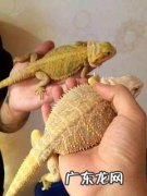 怎么练习红鬃狮蜥蜴？练习红鬃狮蜥蜴应该留意什么？