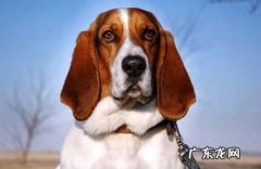 怎样练习狗狗看东西