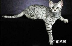 盘点一下养什么宠物好玩又洁净