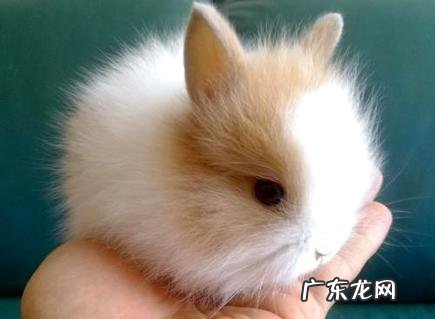 盘点一下养什么宠物好玩又洁净