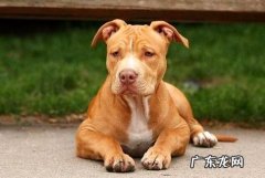 体外驱虫后虫子死哪里？狗狗多久驱虫一次？