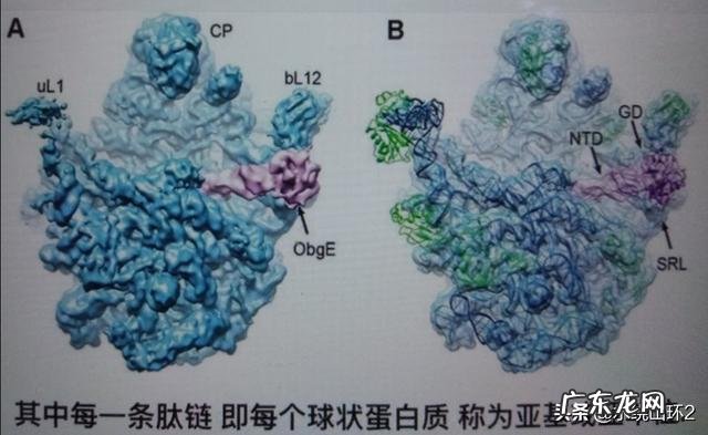 健身后补充蛋白质,真的能够促进肌肉生长吗?