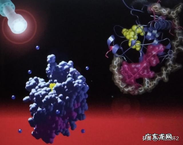 健身后补充蛋白质,真的能够促进肌肉生长吗?