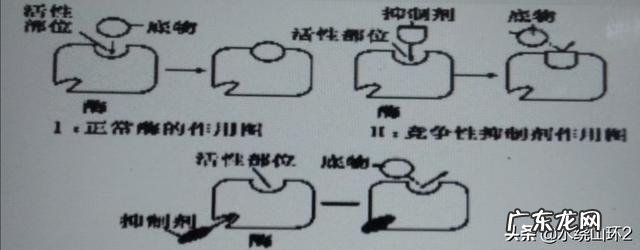 健身后补充蛋白质,真的能够促进肌肉生长吗?