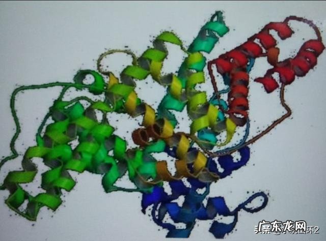 健身后补充蛋白质,真的能够促进肌肉生长吗?