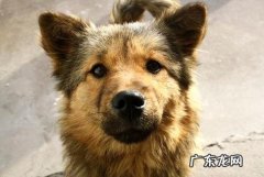 一个月的小土狗怎样养