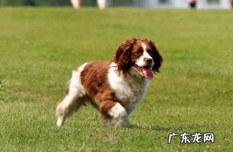 怎么把狗狗训练成警犬