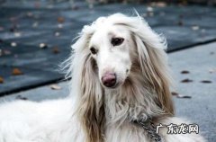 狗语者训练狗大小便